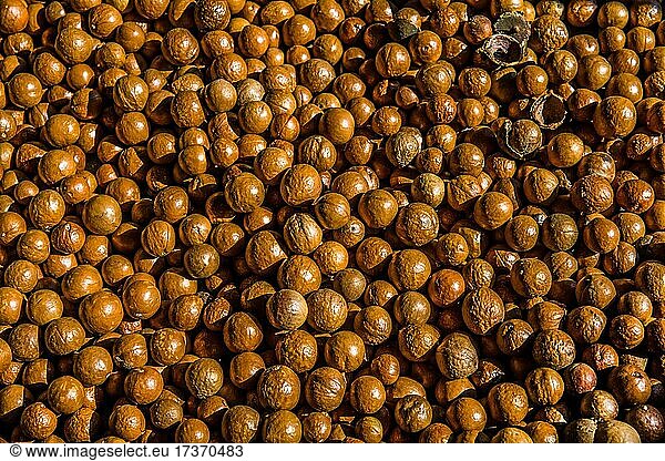 Dried nut fruits of the macadamia tree  macadamia farm  Antigua  Guatemala  Central America