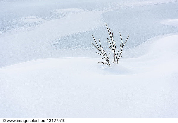 Dried plant in snow on snowcapped mountain