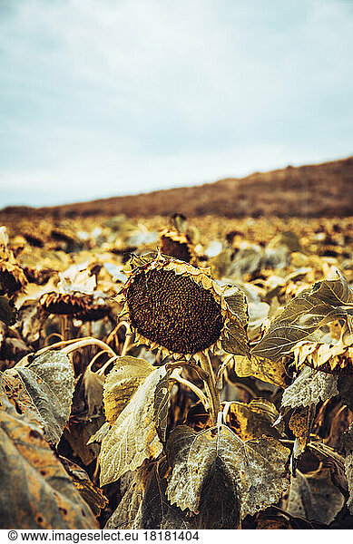 Dried sunflowers growing in field