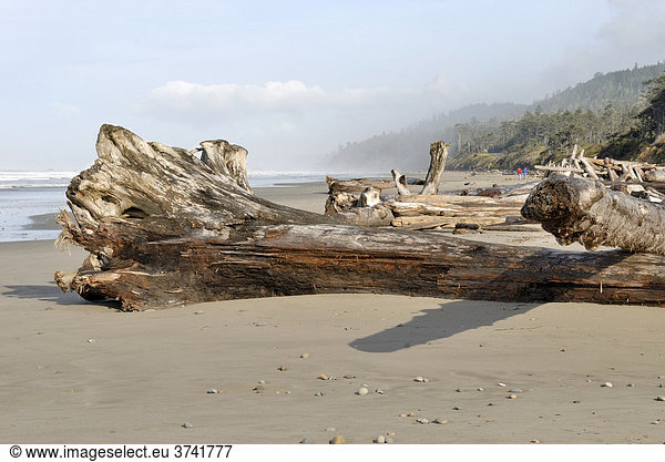 Driftlogs  Treibholz an der Pazifikküste bei Ebbe  Kalaloch  Olympic Peninsula  Washington  USA