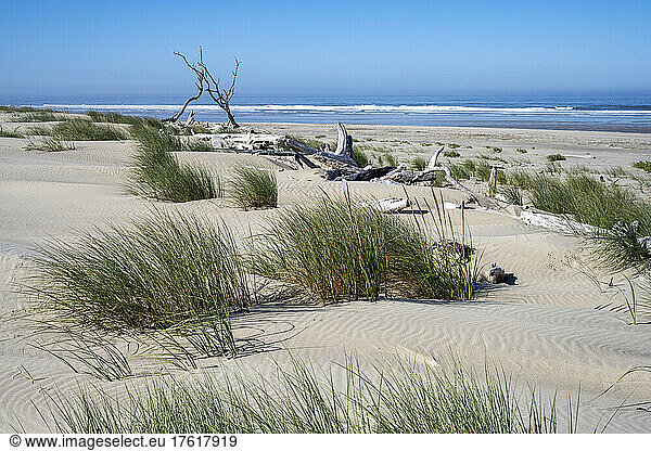 Driftwood and beach grass are found on the dunes at Maxwell Point in Cape Lookout State Park on the Oregon Coast; Netarts  Oregon  United States of America