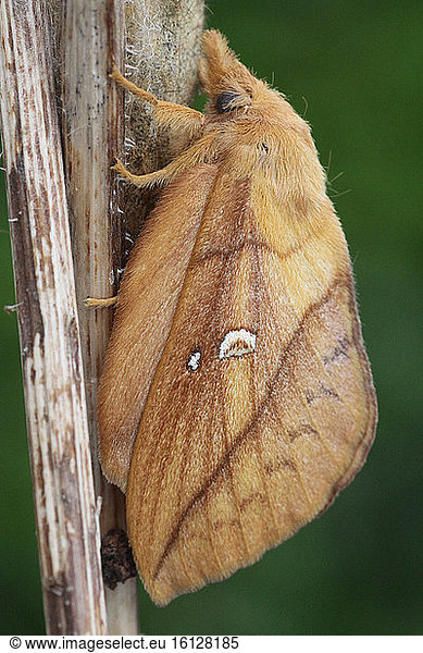 Drinker moth (Euthrix potatoria)  Brittany  France