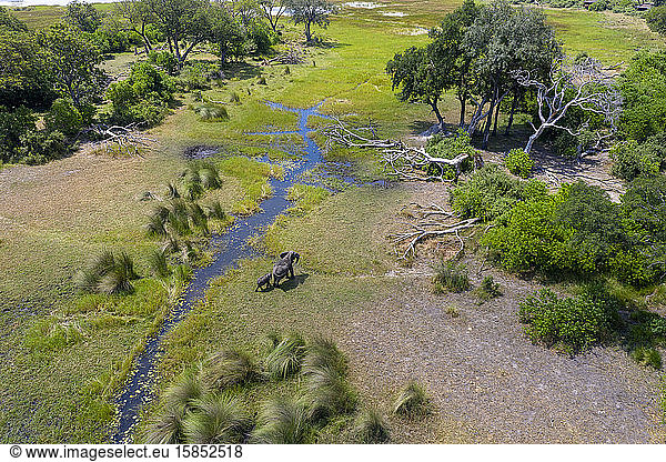 Drohnenansicht eines Elefanten  der mit seinem Jungen ein Feuchtgebiet durchquert