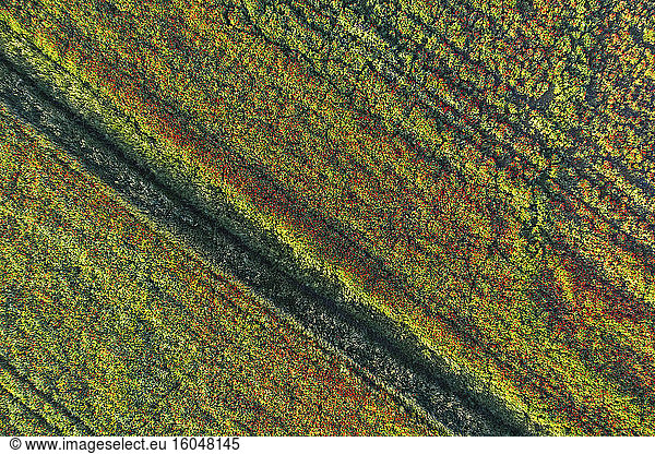 Drohnenansicht eines Mohnfeldes im Frühling