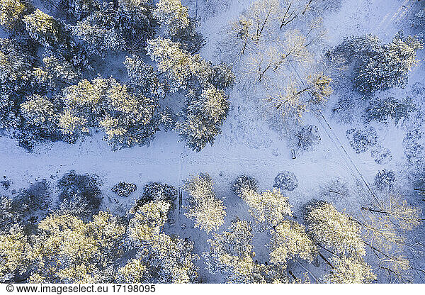 Drohnenansicht eines schneebedeckten Waldes