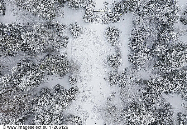 Drohnenansicht eines schneebedeckten Waldes