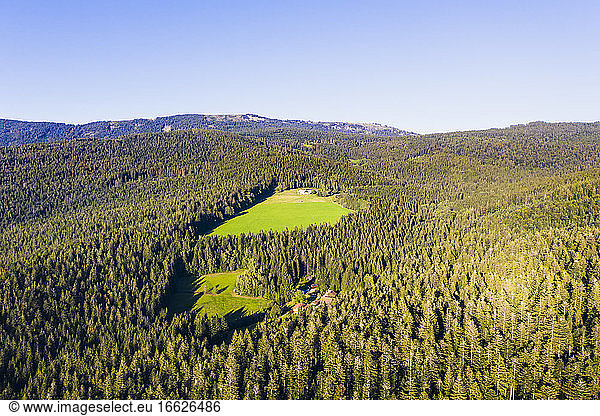 Drohnenansicht von Lichtungen im Bayerischen Wald