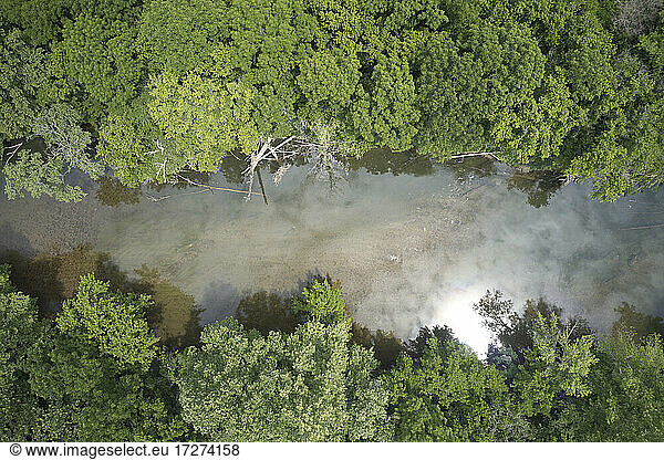 Drohnenansicht von Powell River  umgeben von grünen Waldbäumen
