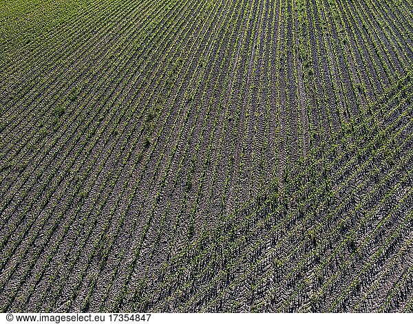 Drohnenaufnahme  Agrarlandschaft  Struktur auf einem Maisfeld  Innviertel  Oberösterreich  Österreich  Europa