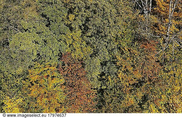 Drohnenaufnahme  Herbstlich verfärbte Laubbäume  Mondseeland  Salzkammergut  Oberösterreich  Österreich  Europa