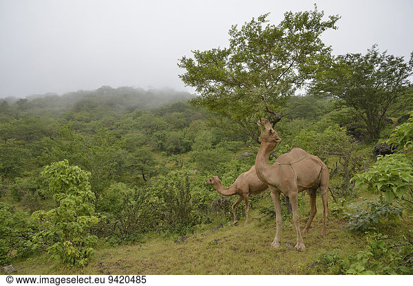 Dromedar (Camelus dromedarius) frisst während der Monsun-Zeit  Khareef-Season  in der grünen Bergwelt an einem Baum  Wadi Derbat  bei Salalah  Dhofar-Region  Oman