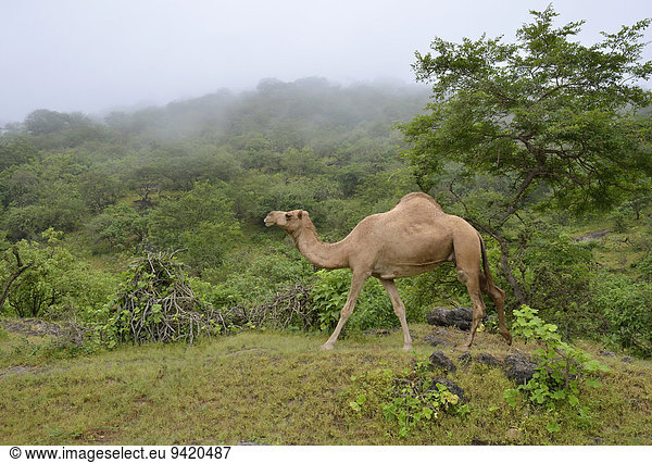 Dromedar (Camelus dromedarius) läuft während der Monsun-Zeit  Khareef-Season  durch die grüne Bergwelt  Wadi Derbat  bei Salalah  Dhofar-Region  Oman