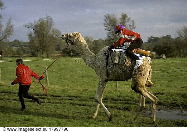Dromedar  Dromedare  Einhöckriges Kamel  Arabische Kamel  Arabische Kamele  Kamele  Säugetiere  Tiere  Training a racing camel