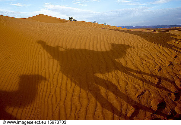 Dromedar-Trek in Ostmarokko  Nordafrika  Afrika