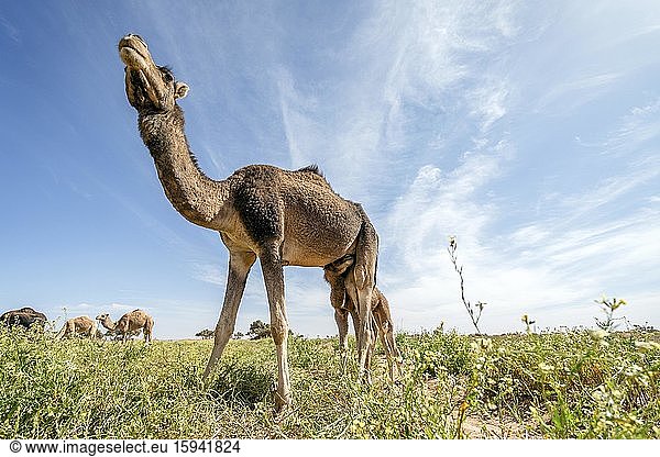 Dromedare (Camelus dromedarius)  Muttertier säugt Jungtier  Oase  Wüste Sahara  Marokko  Afrika