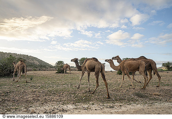 Dromedaren  Region Essaouira  Marokko