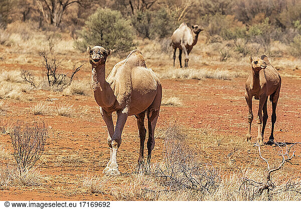 Dromedaries (Camelus dromedarius) standing in Uluru-Kata Tjuta National Park
