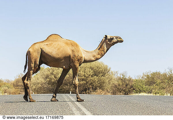 Dromedary (Camelus dromedarius) walking across highway in Uluru-Kata Tjuta National Park