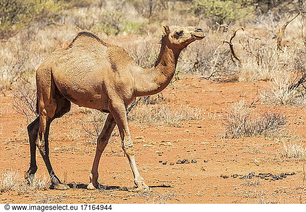 Dromedary (Camelus dromedarius) walking in Uluru-Kata Tjuta National Park