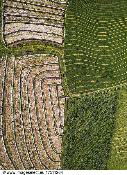 Drone shot of agricultural field  Bali  Indonesia