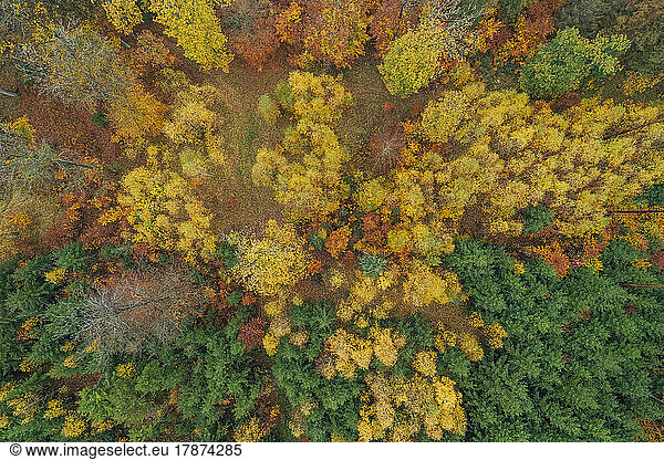 Drone view of autumn forest in Franconian Heights