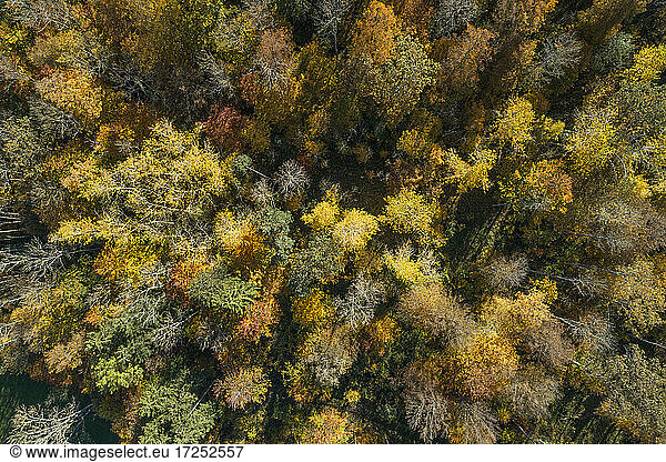Drone view of autumn forest in Swabian Alps