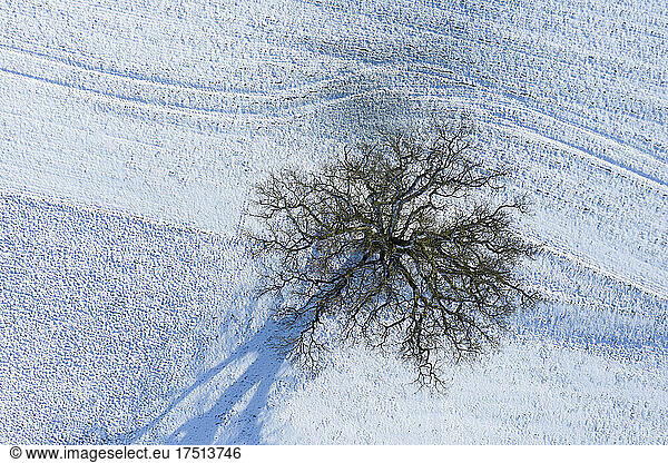 Drone view of bare oak tree in winter