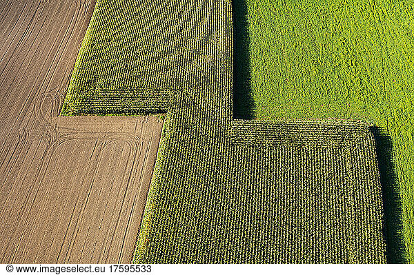 Drone view of corn field and harvested field