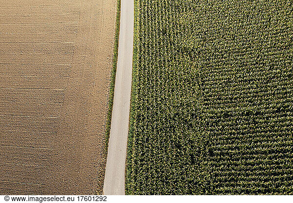 Drone view of country road separating harvested field and corn field