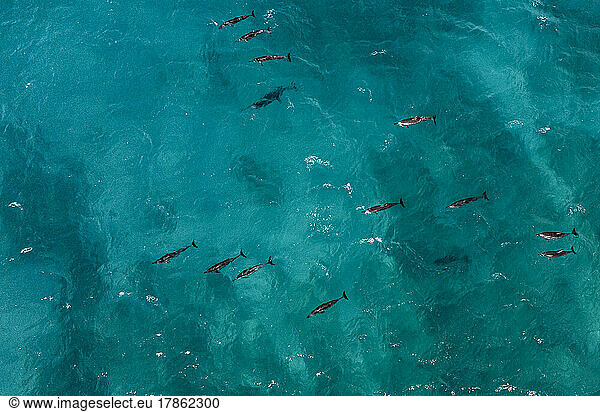 Drone view of dolphins swimming in the ocean