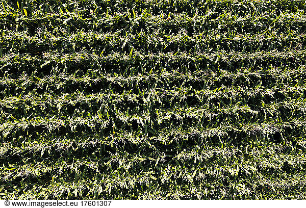 Drone view of green corn field