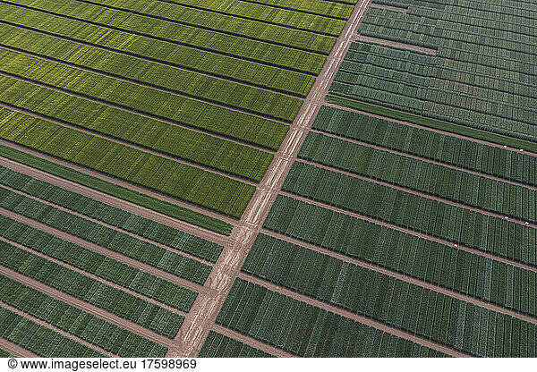 Drone view of green field with interconnecting footpaths