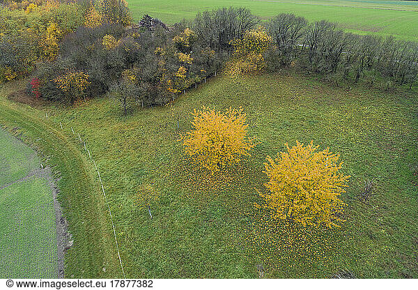 Drone view of two yellow cherry trees in autumn
