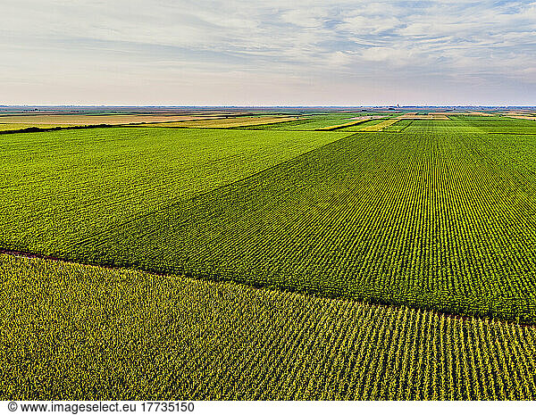 Drone view of vast corn and soybean fields
