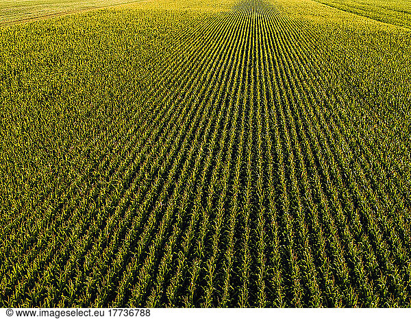 Drone view of vast corn field