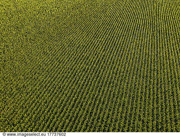 Drone view of vast corn field