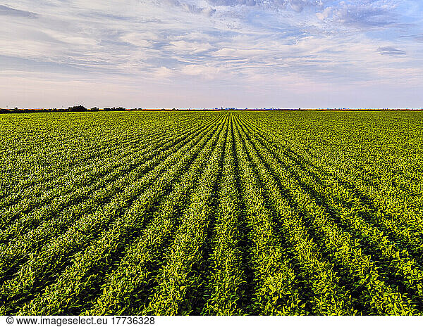 Drone view of vast soybean field
