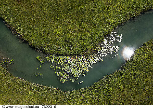 Drone view of water lilies growing in Zeller Ache river
