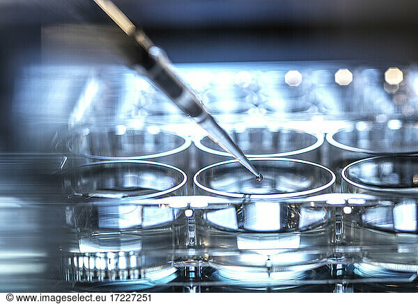 Drop of scientific sample falling in microplate from pipette at laboratory