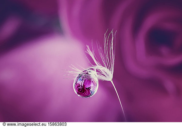 Drops of water on a dandelion seed on a blurred background  reflection of a rose flower in a drop  macro.