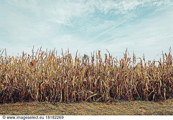 Dry corn field ready for harvest