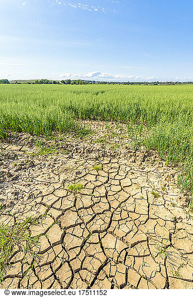 Dry cracked soil in vast summer oat field