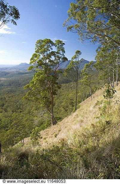 Dry eucalypt forest and open vegetation  occupying part of the caldera of the Mount Warning shield volcano  largest caldera in the southern hemisphere  Border Ranges National Park  Queensland  Australia. (Photo by: Auscape/UIG)