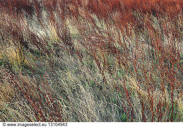 Dry meadow grasses at dawn on the coast of California.