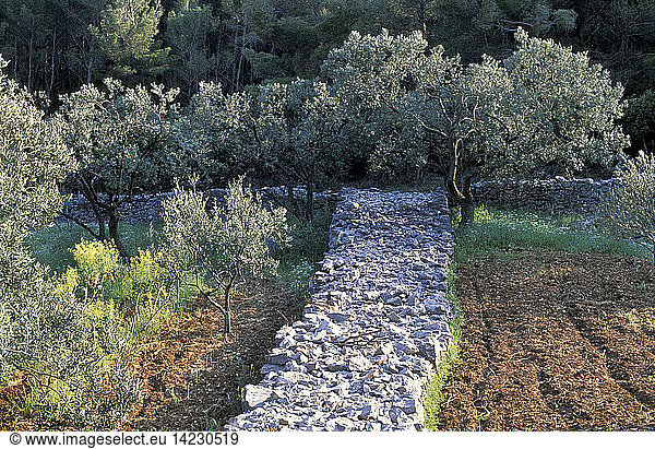 Dry-stone wall in olive grove  Korcula island  Dalmatian islands  Croatia  Europe