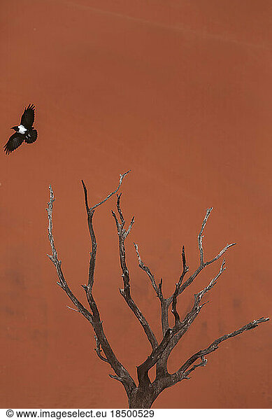 Dry tree with a bird from the Namibian desert