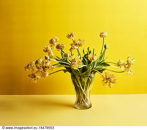 Dry tulips on table against yellow background