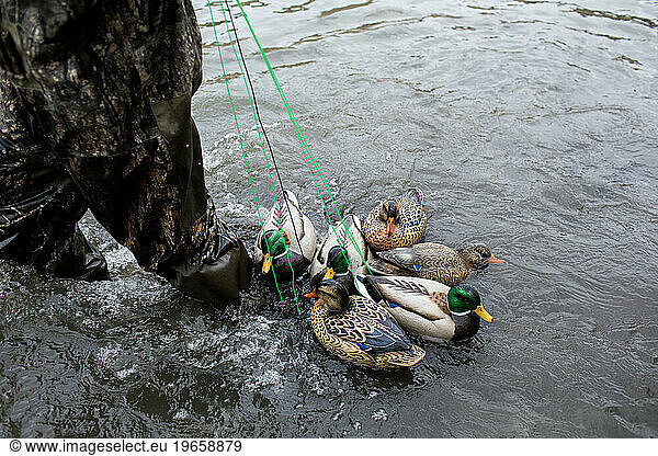 duck decoys in the river
