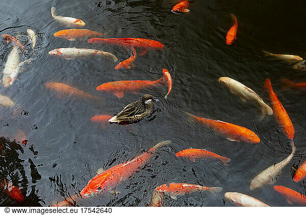 Duck swimming in koi pond