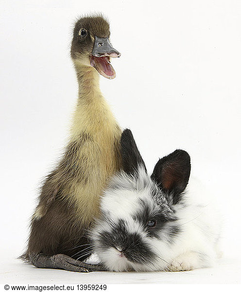 Duckling and Baby Bunny